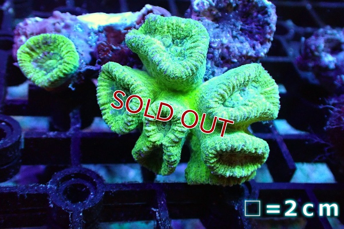 画像1: 【サンゴ】【通販】タバネサンゴ（メタリックグリーン）Sサイズ（個体販売）No.3（生体）（サンゴ） (1)