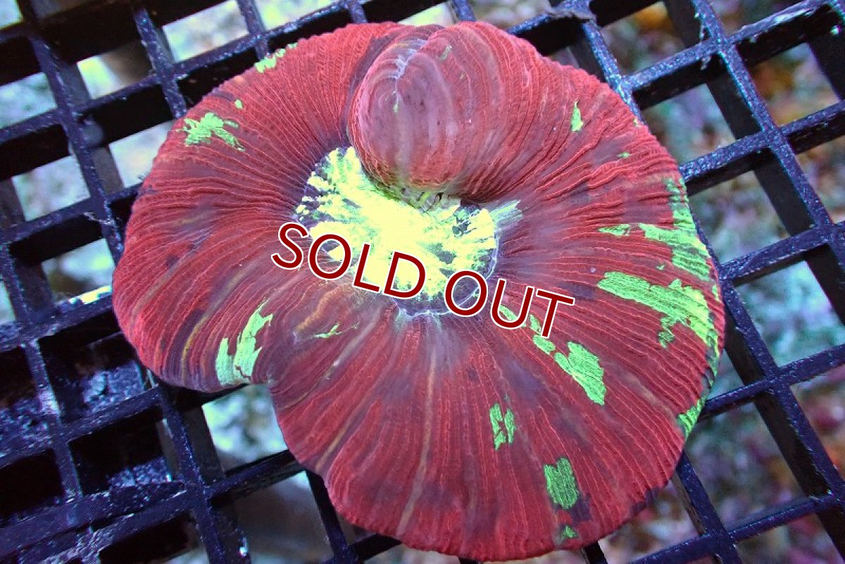 画像1: 【サンゴ】【通販】オープンブレインコーラル（Multi Color）（個体販売）（±7ｃｍ）No.1（生体）（サンゴ） (1)