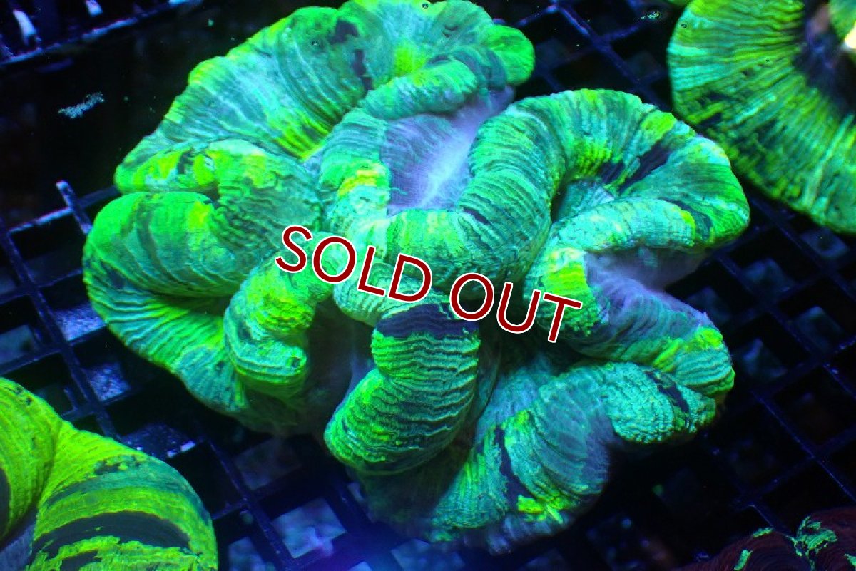 画像1: 【サンゴ】【通販】オープンブレインコーラル（Green）Lサイズ（個体販売）（±12ｃｍ）No.6（生体）（サンゴ） (1)