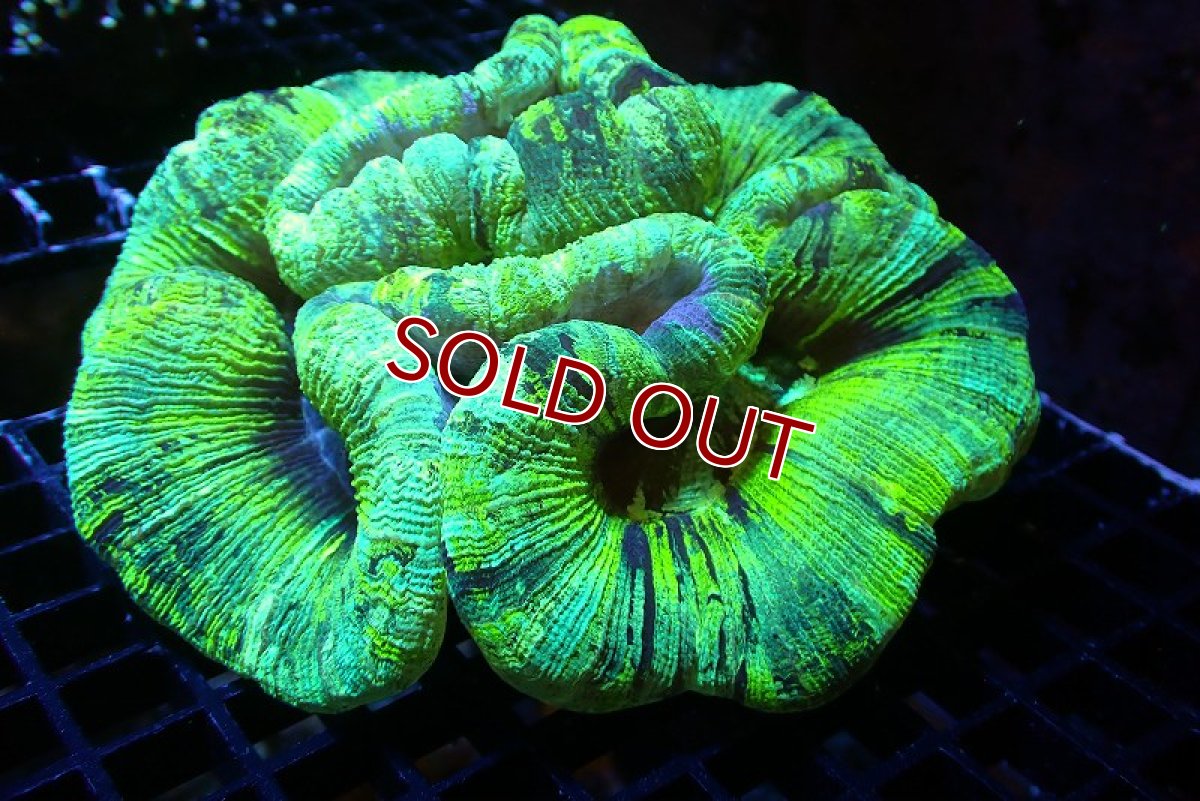 画像1: 【サンゴ】【通販】オープンブレインコーラル（Green）Lサイズ（個体販売）（±15ｃｍ）No.7（生体）（サンゴ） (1)