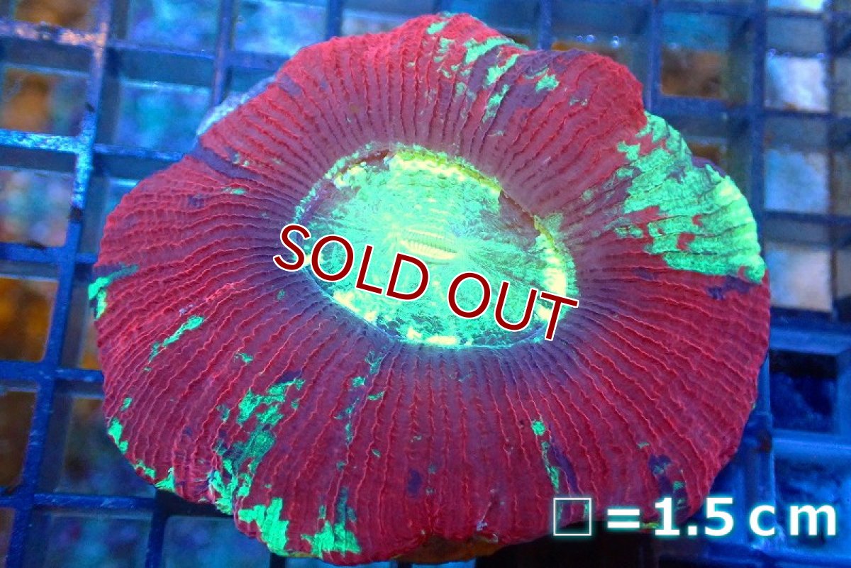 画像1: 【サンゴ】【通販】オープンブレインコーラル（Multi Color）（個体販売）No.2（生体）（サンゴ） (1)