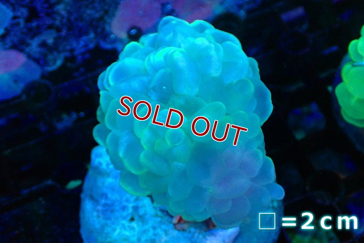 画像1: 【サンゴ】【通販】バブルコーラル（クリアーグリーン）Mサイズ（個体販売）No.8（生体）（サンゴ） (1)