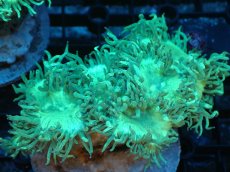画像1: 【サンゴ】【通販】ブリード トランペットコーラル（Metallic Green/ブルーチップ）（個体販売）（±10ｃｍ）No.3（生体）（サンゴ） (1)