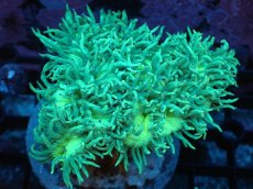 画像1: 【サンゴ】【通販】ブリード トランペットコーラル（Metallic Green/ブルーチップ）（個体販売）（±10ｃｍ）No.4（生体）（サンゴ） (1)