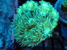 画像1: 【サンゴ】【通販】ブリード トランペットコーラル（Metallic Green/ブルーチップ）（個体販売）（±9ｃｍ）No.8（生体）（サンゴ） (1)