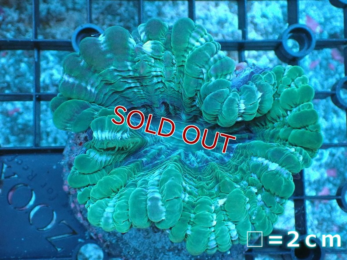 画像1: 【サンゴ】【通販】コハナガタサンゴ（Green)（個体販売）No.2（生体）（サンゴ） (1)
