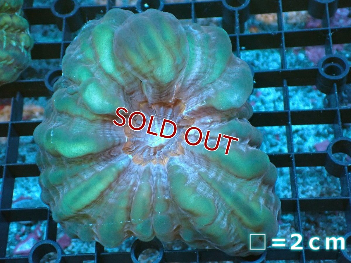 画像1: 【サンゴ】【通販】コハナガタサンゴ（Green/Red Core)（個体販売）No.3（生体）（サンゴ） (1)