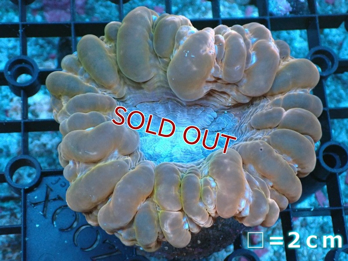 画像1: 【サンゴ】【通販】コハナガタサンゴ（Red)（個体販売）No.4（生体）（サンゴ） (1)