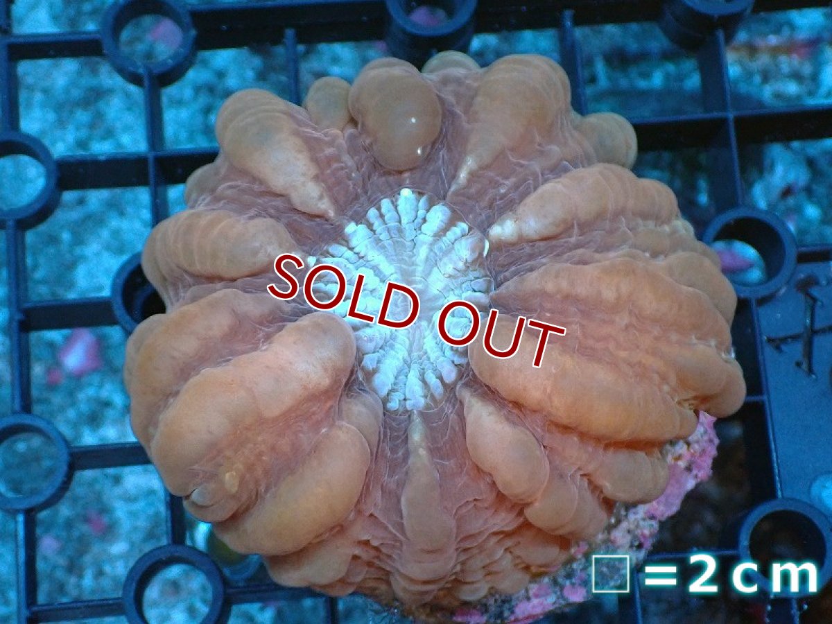 画像1: 【サンゴ】【通販】コハナガタサンゴ（Red)（個体販売）No.5（生体）（サンゴ） (1)