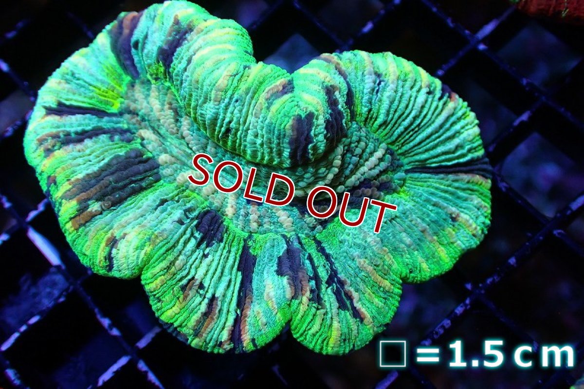 画像1: 【サンゴ】【通販】オオバナサンゴ（Multi)（個体販売）No.11（生体）（サンゴ） (1)