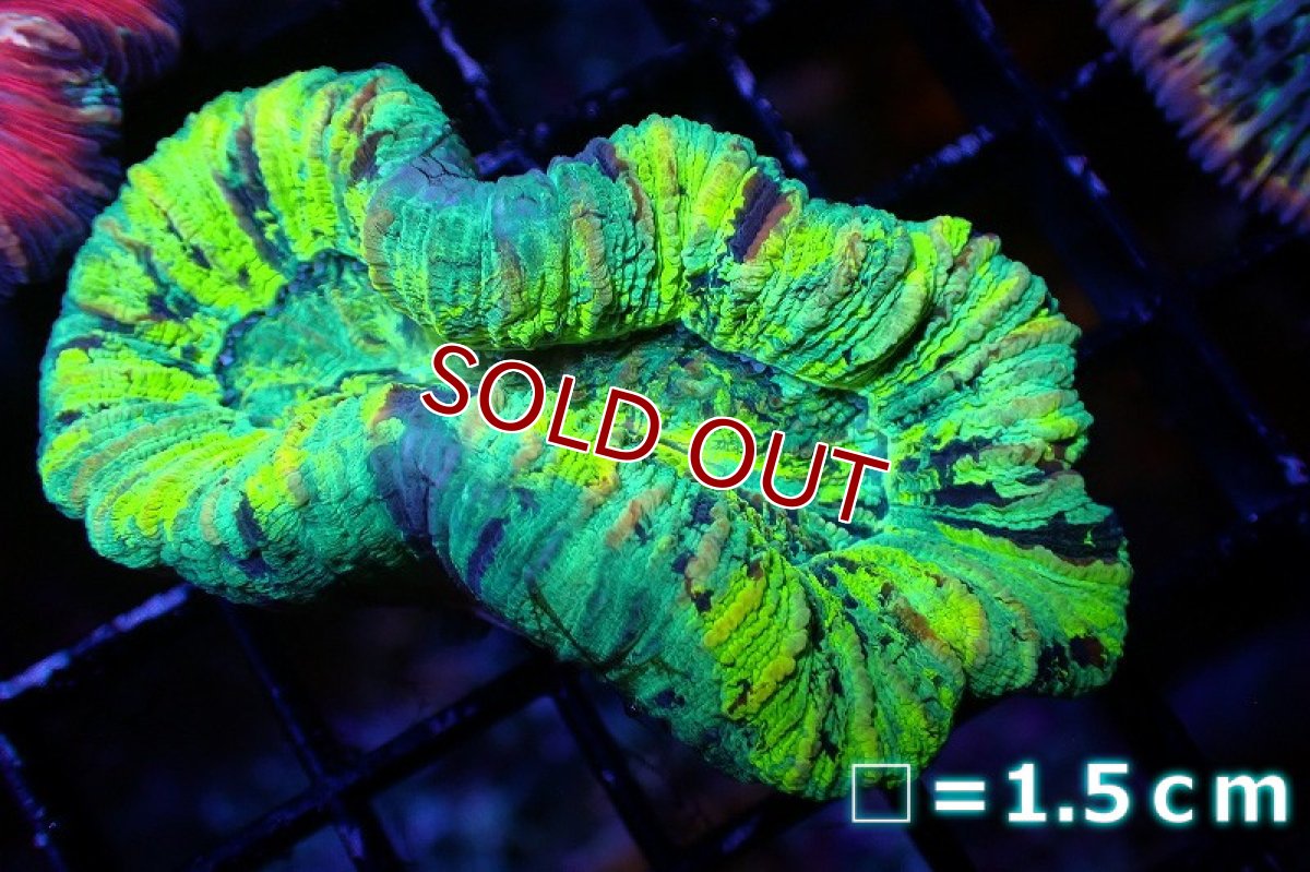 画像1: 【サンゴ】【通販】オオバナサンゴ（Multi)（個体販売）No.17（生体）（サンゴ） (1)