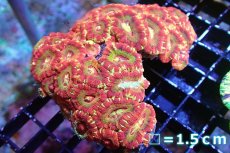 画像1: 【サンゴ】【通販】カクオオトゲキクメイシ（Multi)（個体販売）No.1（生体）（サンゴ） (1)