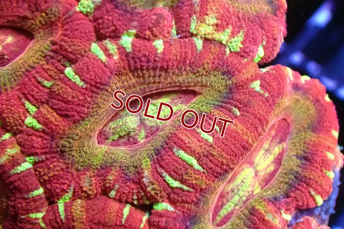 画像2: 【サンゴ】【通販】カクオオトゲキクメイシ（Multi)（個体販売）No.1（生体）（サンゴ） (2)