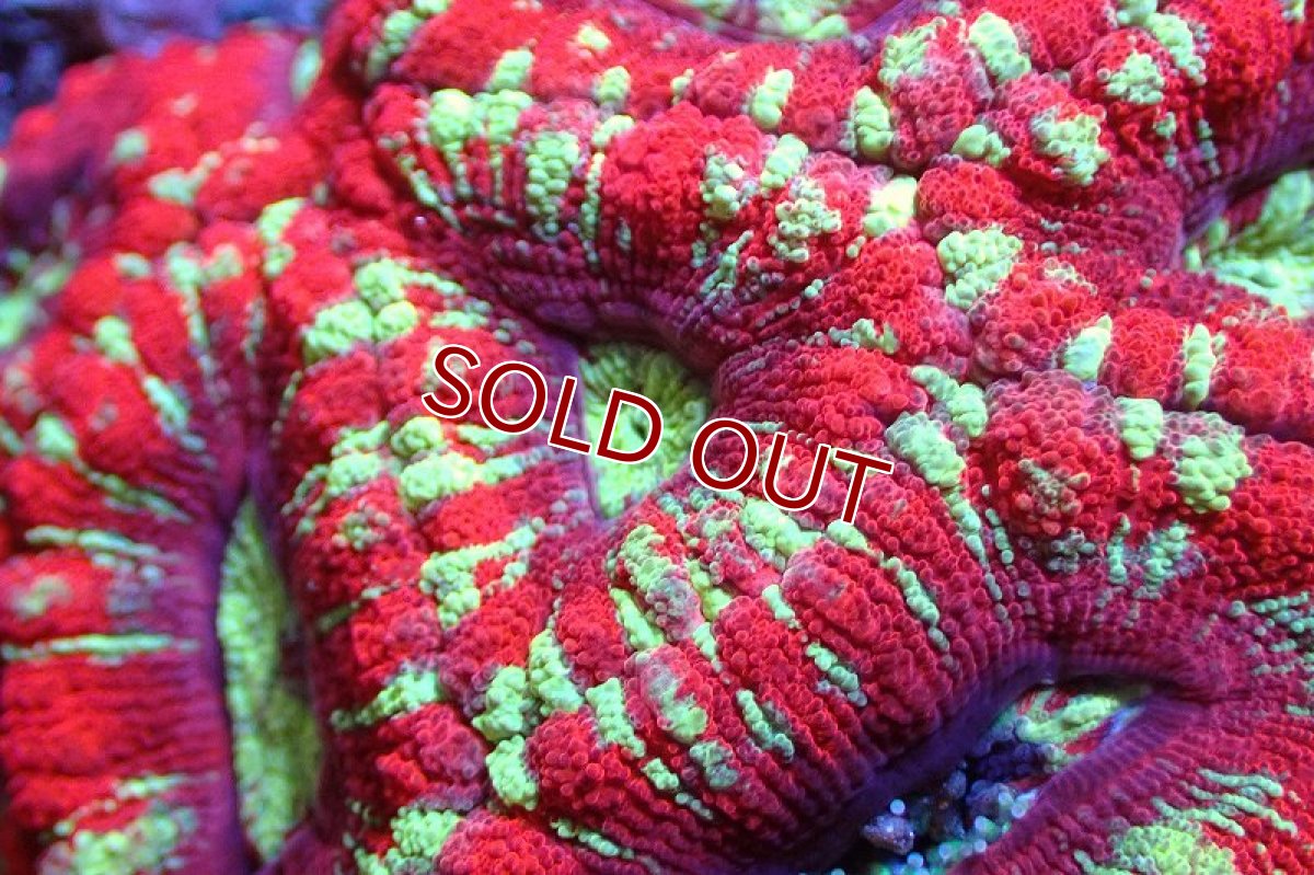 画像2: 【サンゴ】【通販】カクオオトゲキクメイシ（Multi)（個体販売）No.3（生体）（サンゴ） (2)