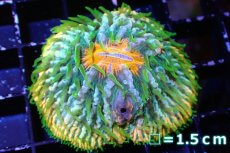 画像1: 【サンゴ】【通販】クサビライシsp. (Special Rainbow)（個体販売）No.1（生体）（サンゴ） (1)