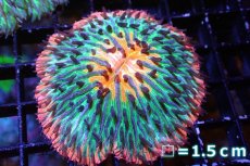 画像1: 【サンゴ】【通販】クサビライシsp. (Special Rainbow)（個体販売）No.2（生体）（サンゴ） (1)
