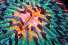 画像2: 【サンゴ】【通販】クサビライシsp. (Special Rainbow)（個体販売）No.2（生体）（サンゴ） (2)