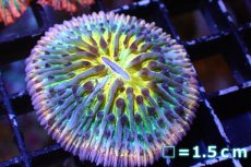 画像1: 【サンゴ】【通販】クサビライシsp. (Special Rainbow)（個体販売）No.3（生体）（サンゴ） (1)