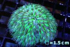 画像1: 【サンゴ】【通販】クサビライシsp. (Special Green)（個体販売）No.4（生体）（サンゴ） (1)
