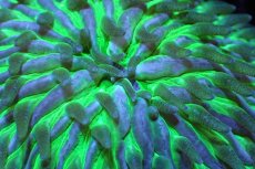 画像2: 【サンゴ】【通販】クサビライシsp. (Special Green)（個体販売）No.4（生体）（サンゴ） (2)