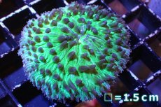 画像1: 【サンゴ】【通販】クサビライシsp. (Special Green)（個体販売）No.5（生体）（サンゴ） (1)