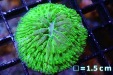 画像1: 【サンゴ】【通販】クサビライシsp. (Special Green)（個体販売）No.6（生体）（サンゴ） (1)