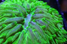 画像2: 【サンゴ】【通販】クサビライシsp. (Special Green)（個体販売）No.6（生体）（サンゴ） (2)