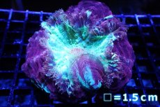 画像1: 【サンゴ】【通販】アザミハナガタサンゴ（Multi/Special)（個体販売）No.2（生体）（サンゴ） (1)