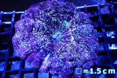 画像1: 【サンゴ】【通販】アザミハナガタサンゴ（Multi/Special)（個体販売）No.3（生体）（サンゴ） (1)
