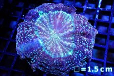 画像1: 【サンゴ】【通販】アザミハナガタサンゴ（Multi/Special)（個体販売）No.4（生体）（サンゴ） (1)