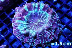 画像1: 【サンゴ】【通販】アザミハナガタサンゴ（Multi/Special)（個体販売）No.5（生体）（サンゴ） (1)