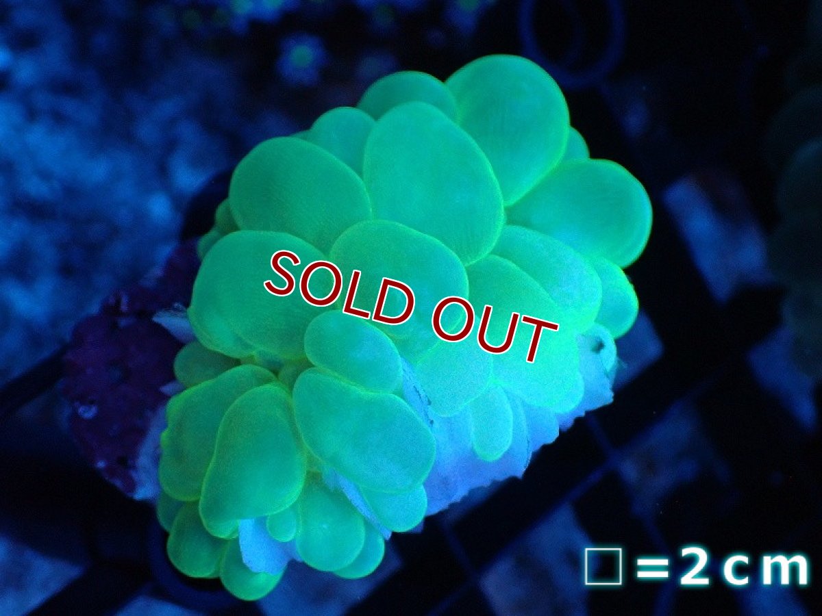 画像1: 【サンゴ】【通販】バブルコーラル（Metallic Green）SMサイズ（個体販売）No.1（生体）（サンゴ） (1)