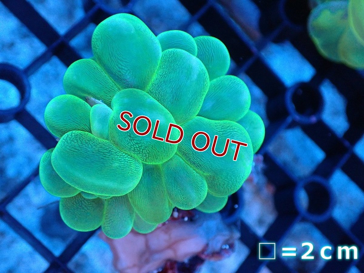画像1: 【サンゴ】【通販】バブルコーラル（Metallic Green）SMサイズ（個体販売）No.3（生体）（サンゴ） (1)