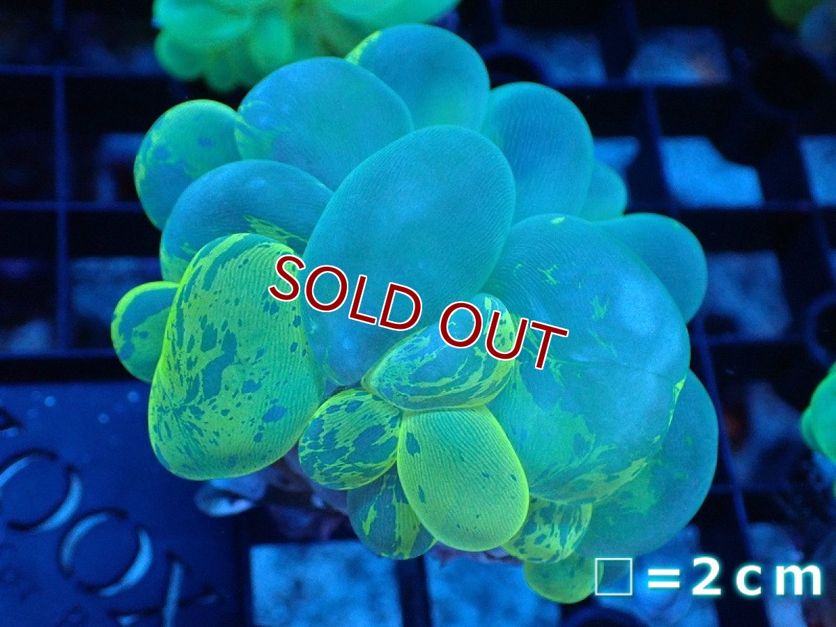 画像1: 【サンゴ】【通販】バブルコーラル（Blotchy Green）SMサイズ（個体販売）No.6（生体）（サンゴ） (1)