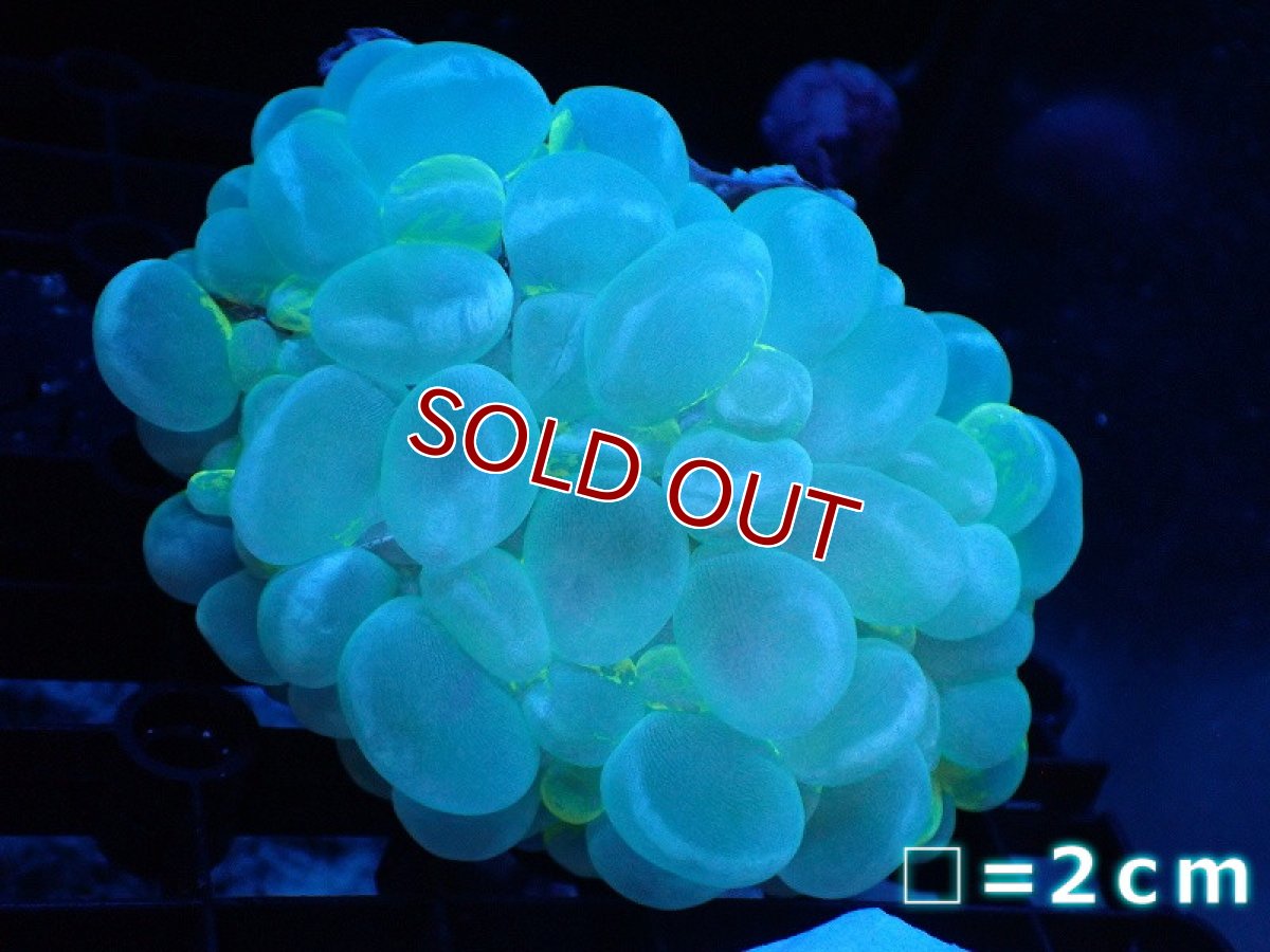 画像1: 【サンゴ】【通販】バブルコーラル（Blotchy Green）Mサイズ（個体販売）No.8（生体）（サンゴ） (1)