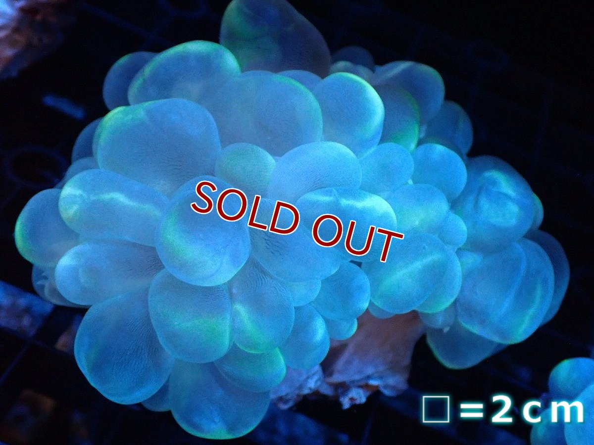 画像1: 【サンゴ】【通販】バブルコーラル（Clear Color）MLサイズ（個体販売）No.11（生体）（サンゴ） (1)