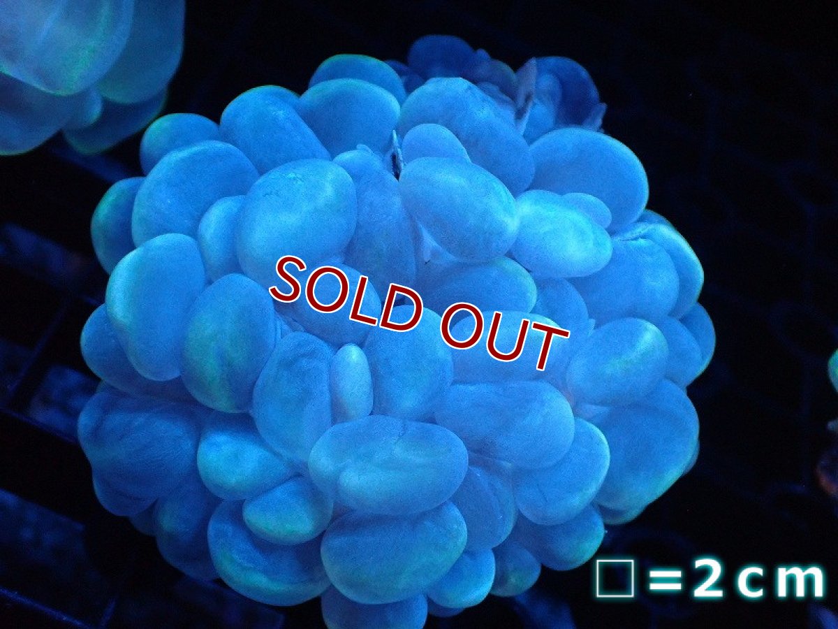 画像1: 【サンゴ】【通販】バブルコーラル（Clear Color）Mサイズ（個体販売）No.13（生体）（サンゴ） (1)