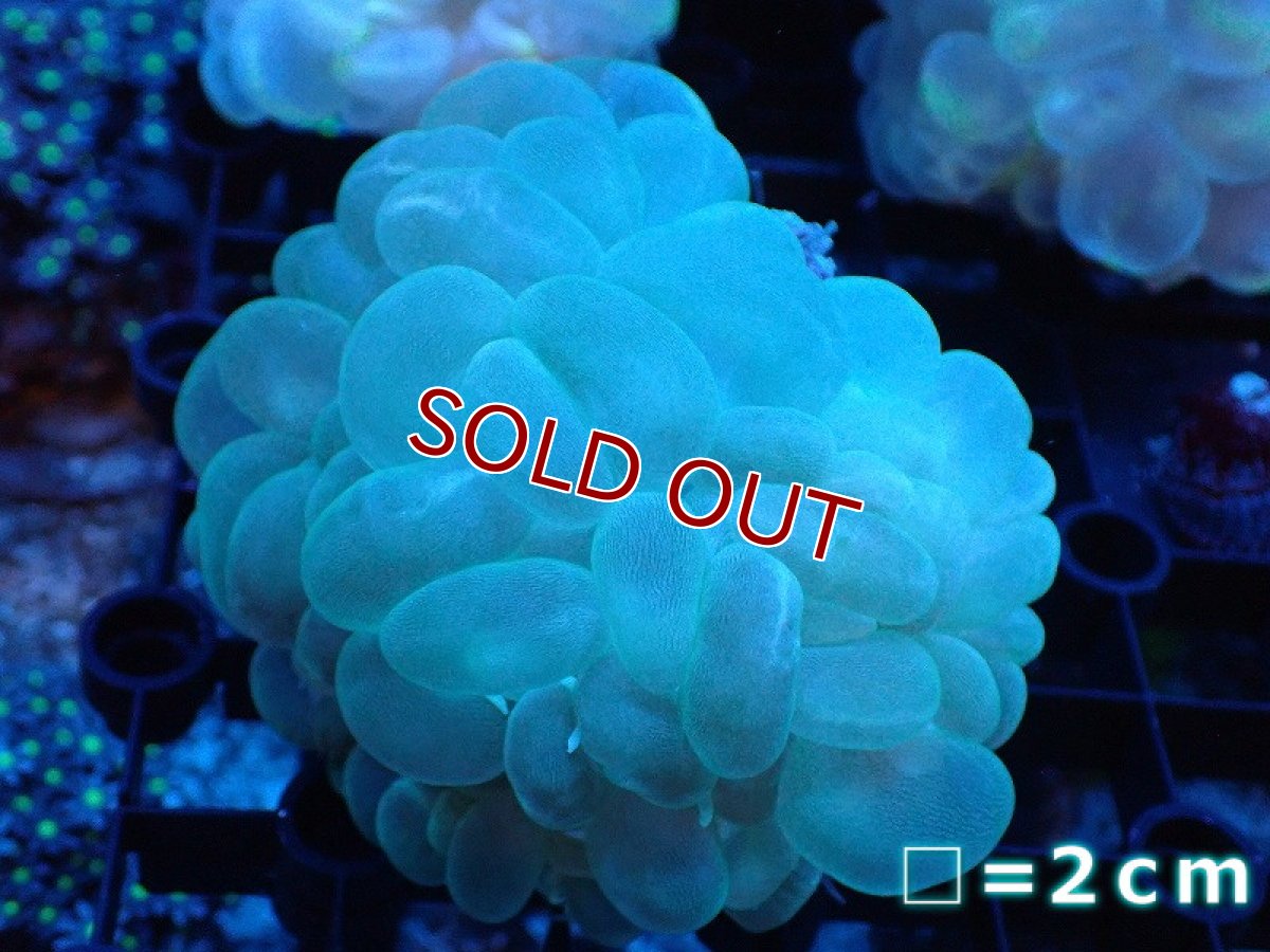 画像1: 【サンゴ】【通販】バブルコーラル（Clear Color）Mサイズ（個体販売）No.14（生体）（サンゴ） (1)