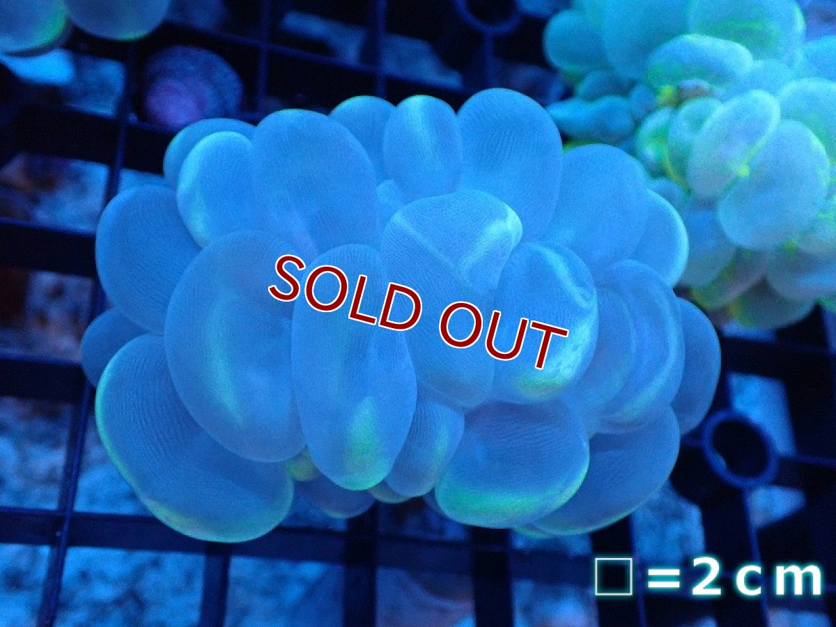 画像1: 【サンゴ】【通販】バブルコーラル（Clear Color）Mサイズ（個体販売）No.15（生体）（サンゴ） (1)