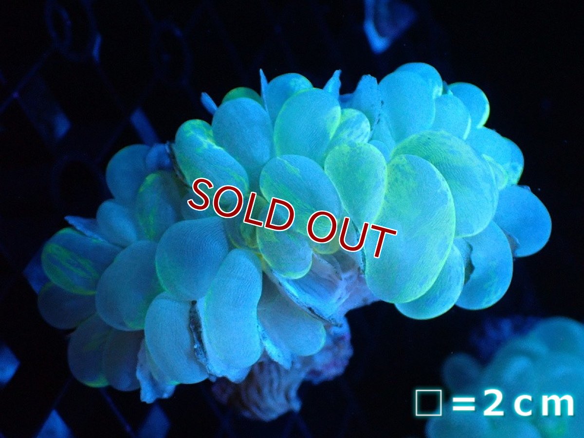 画像1: 【サンゴ】【通販】バブルコーラル（Blotchy Green）Mサイズ（個体販売）No.16（生体）（サンゴ） (1)