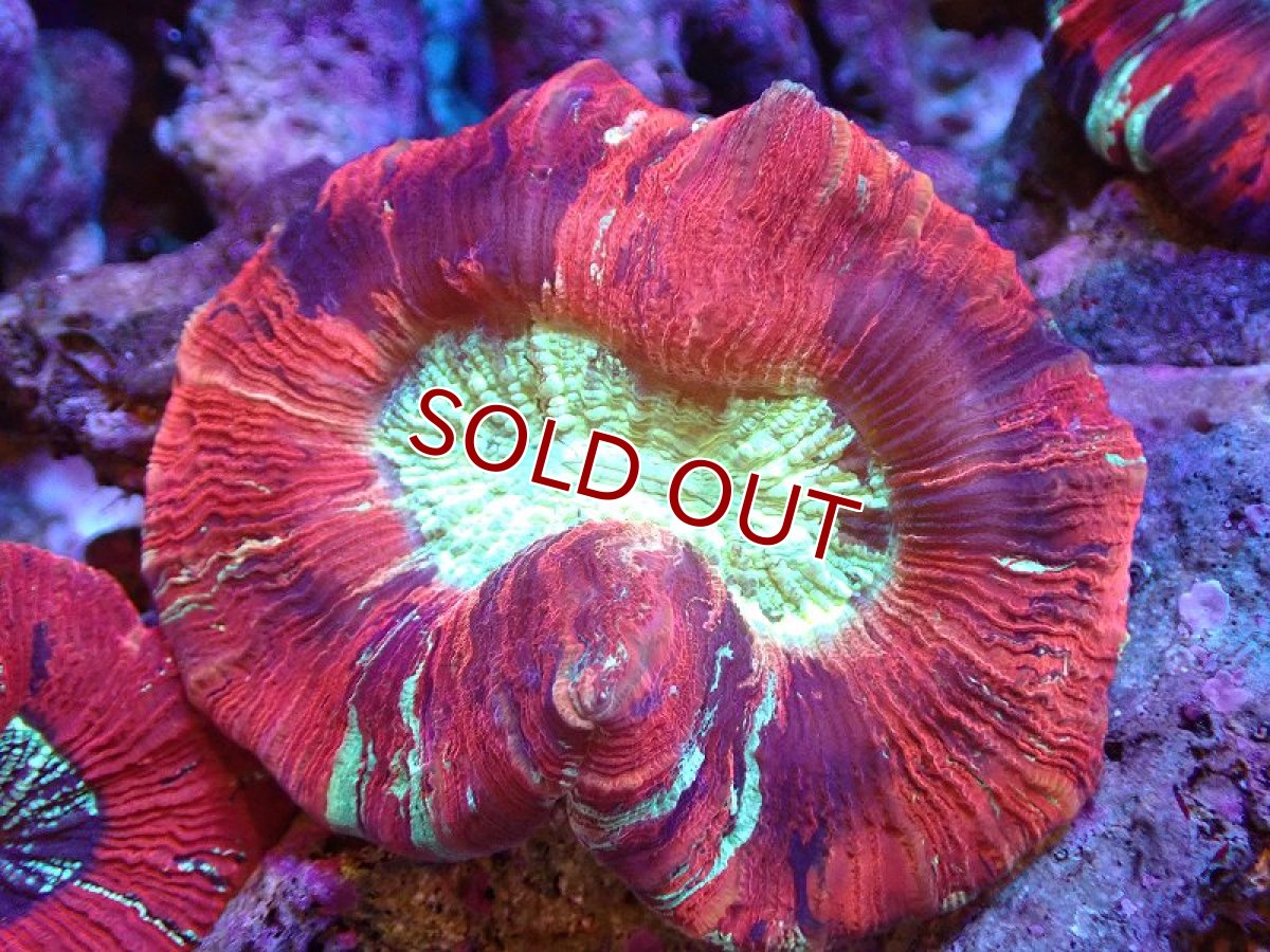 画像1: 【送料無料対象商品】【サンゴ】【通販】オオバナサンゴ（Multi Color)（個体販売）（±8cm)No.8（生体）（サンゴ） (1)