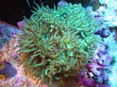 画像1: 【送料無料対象商品】【サンゴ】【通販】トランペットコーラル（Metallic Green/パープルチップ）MLサイズ（個体販売）（±15cm)No.1（生体）（サンゴ） (1)