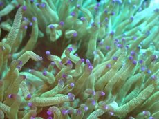 画像2: 【送料無料対象商品】【サンゴ】【通販】トランペットコーラル（Metallic Green/パープルチップ）MLサイズ（個体販売）（±15cm)No.1（生体）（サンゴ） (2)