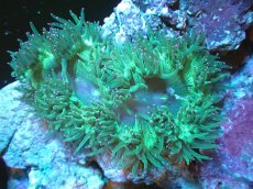 画像1: 【送料無料対象商品】【サンゴ】【通販】トランペットコーラル（Metallic Green/パープルチップ）MLサイズ（個体販売）（±15cm)No.2（生体）（サンゴ） (1)