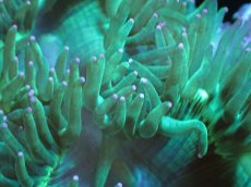 画像2: 【送料無料対象商品】【サンゴ】【通販】トランペットコーラル（Metallic Green/パープルチップ）MLサイズ（個体販売）（±15cm)No.2（生体）（サンゴ） (2)