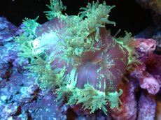 画像1: 【送料無料対象商品】【サンゴ】【通販】トランペットコーラル（Metallic Green/イエローチップ）MLサイズ（個体販売）（±13cm)No.3（生体）（サンゴ） (1)