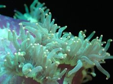 画像2: 【送料無料対象商品】【サンゴ】【通販】トランペットコーラル（Metallic Green/イエローチップ）MLサイズ（個体販売）（±13cm)No.3（生体）（サンゴ） (2)