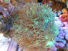 画像1: 【送料無料対象商品】【サンゴ】【通販】トランペットコーラル（Metallic Green/ピンクチップ)MLサイズ（個体販売）（±13cm)No.4（生体）（サンゴ） (1)