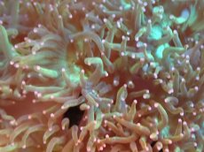 画像2: 【送料無料対象商品】【サンゴ】【通販】トランペットコーラル（Metallic Green/ピンクチップ)MLサイズ（個体販売）（±13cm)No.4（生体）（サンゴ） (2)