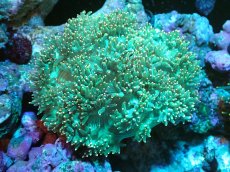 画像1: 【送料無料対象商品】【サンゴ】【通販】トランペットコーラル（Metallic Green/イエローチップ）MLサイズ（個体販売）（±13cm)No.5（生体）（サンゴ） (1)